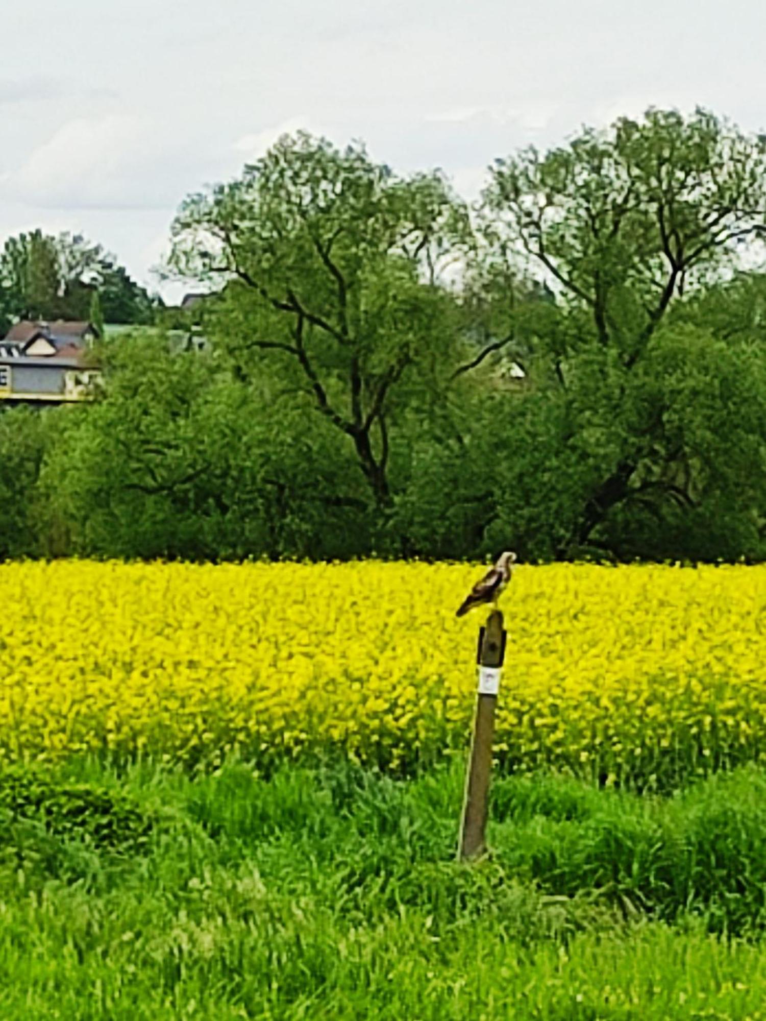 Ferienwohnung An Der Lahn Limburg an der Lahn Dış mekan fotoğraf